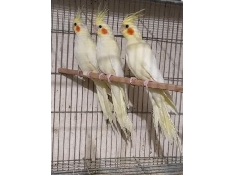 Albino lutino sultan papağanı
