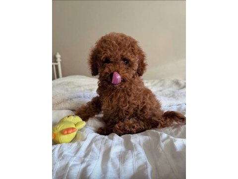 Orjinal sağlık garantili ev üretimi toy poodle