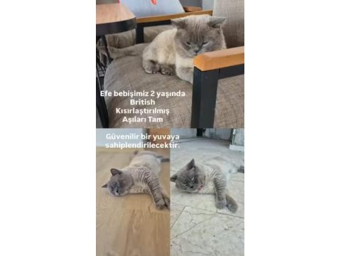 Kedimiz efe bey için yuva arıyoruz