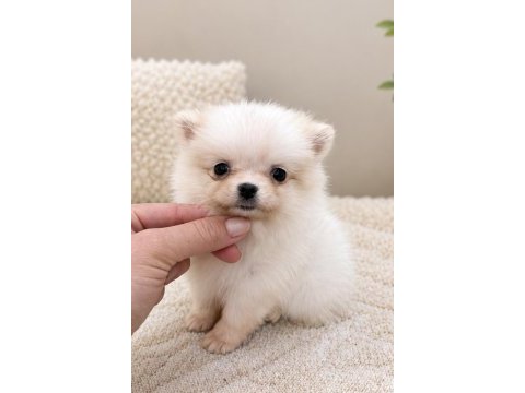 Micro mini boy dişi pomeranian boo