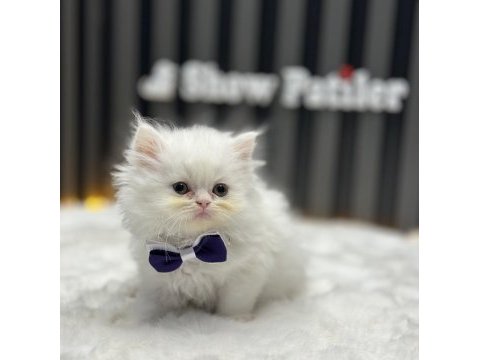 Bebek yüzlü chincilla orjinal gen