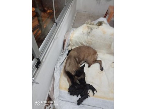 A kalite malinois siyah sevenlere