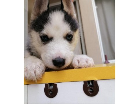 Renk ve anatomi güzeli sibirya kurdu husky yavrular
