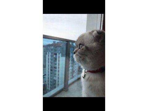 Scottish fold kedimiz sütlaça sıcak yuva