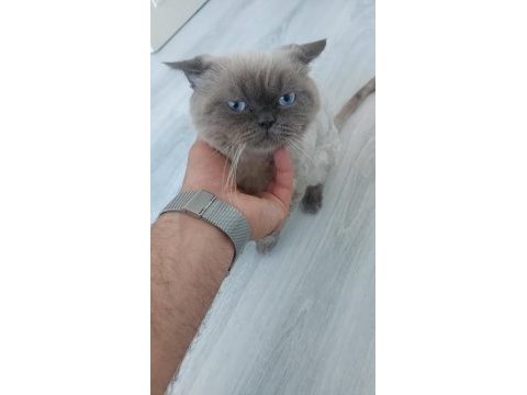 Kedimizi gönüllü sahiplenecek birini arıyoruz