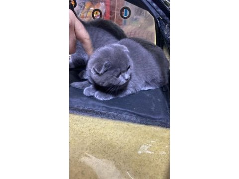 Scottish fold british shorthair şapşik kediler