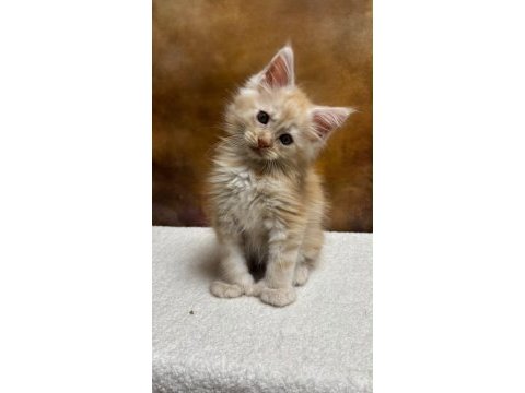 Mco erkek polydactyl wcf kayıtlı