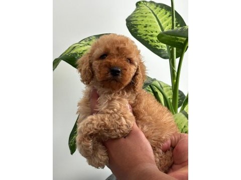 Orijinal toy poodle