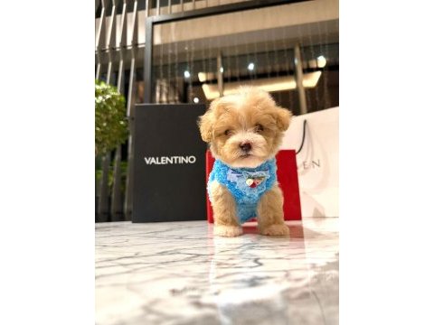 Korenin yakışıklısı 0 boy maltipoo maximilliano