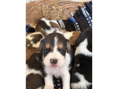 Irk ve sağlık garantili beagle yavrular