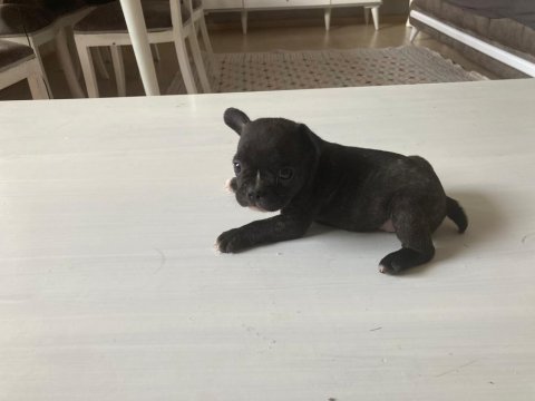 3 dişi ve 1 erkek french bulldog yeni sütten kesildi