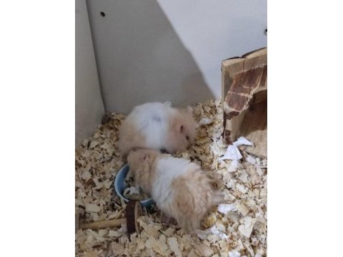 Suriye teddy bear erkek ve dişi hamster