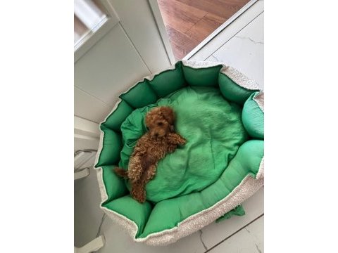 Teacup dişi kore poodle