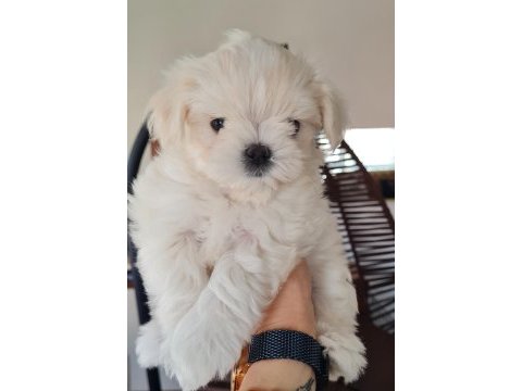 Şecereli kore kan maltese yavrular