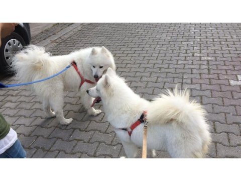 A kalite güzellik birinciliği belgelerine kadar mevcuttur