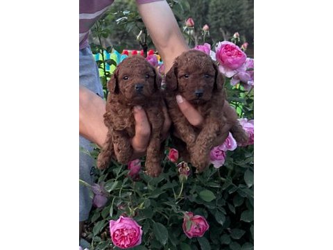 Toy poodle ve maltipoo yavrularımız