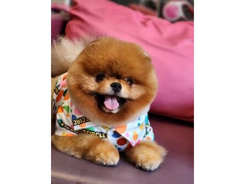 Yetişkin türkiyenin açık ara en iyisi pomeranian