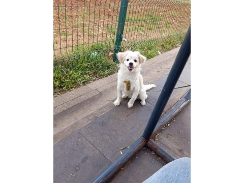 Maltese köpeğimize yuva arıyoruz