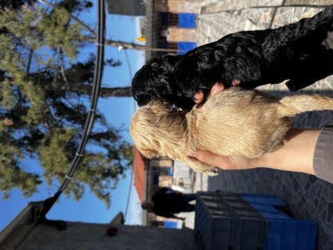 Maltipoo yavrularımız
