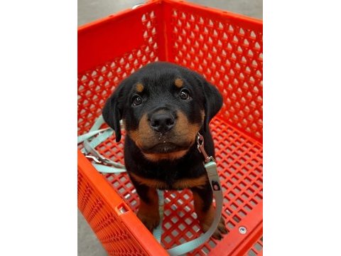 Can dostunuz rottweiler kapıda ödeme mevcuttur