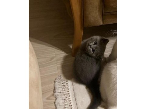 British shorthair 2 aylık
