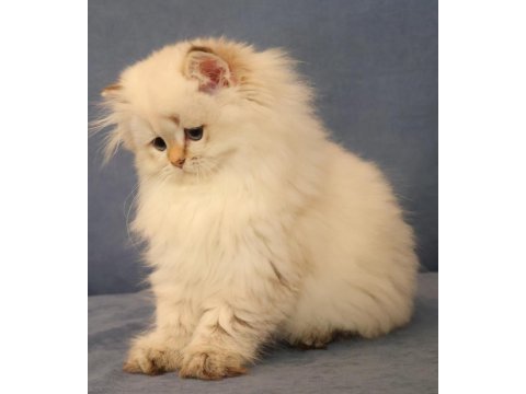 British longhair