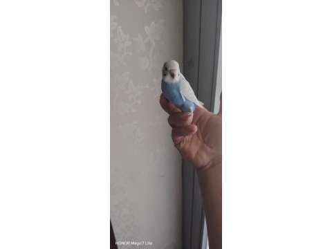 Bebek yavru muhabbet kuşu