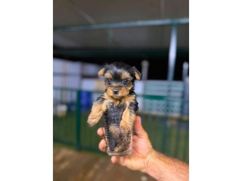 Teacup mini boy yorkshire terrierler