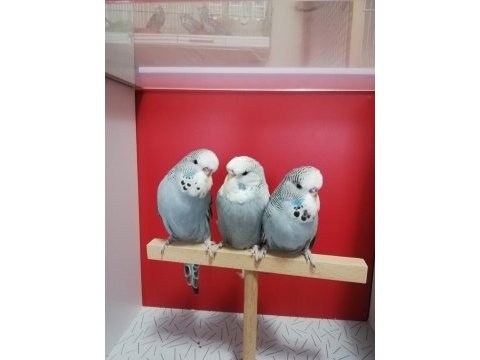 Bebek show jumbo muhabbet kuşlar