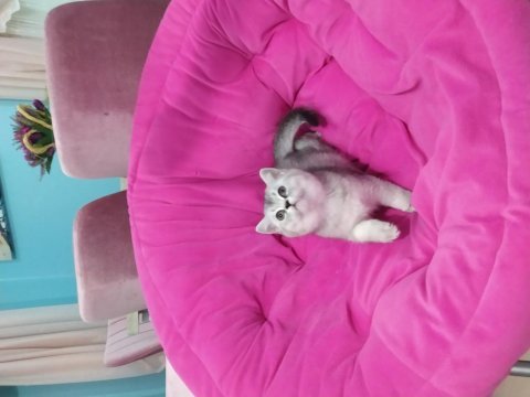British shorthair safkan yavrularım