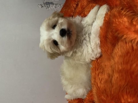 İstanbul beyefendisi maltipoo yeni ailesini bekliyor