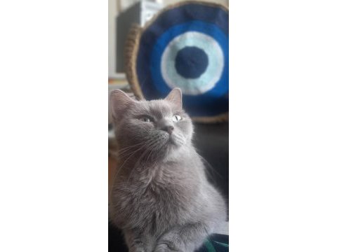 British shorthair dişi