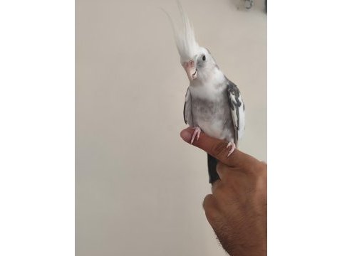 Ele kola alışık wifi sultan papağanı