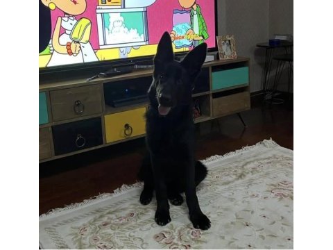 Şecereli solid black alman kurdu yavruları