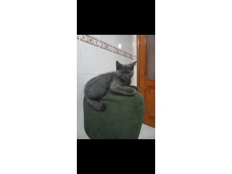 Brıtısh shorthaır kedimi sahiplendiriyorum