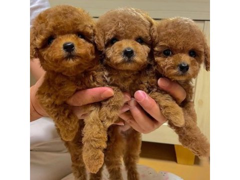 Toy poodle yavruları