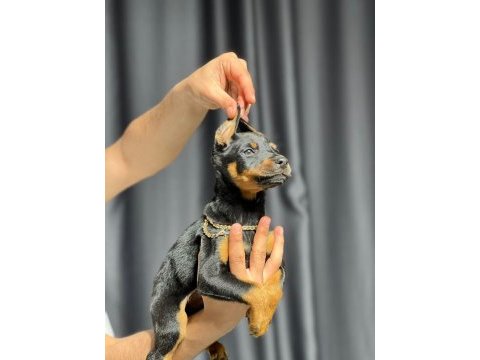 Safkan doberman