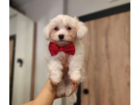 Bembeyaz tüyleriyle maltese terrier yavrusu
