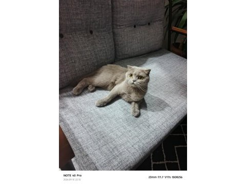 Scottish fold kedimiz
