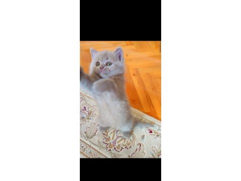 Şekerilinkoo;))