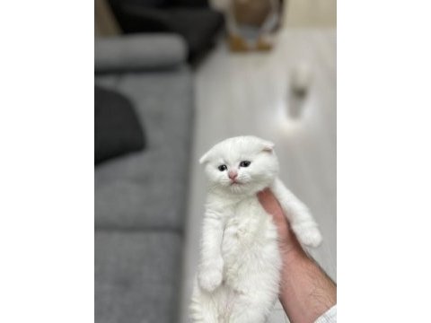 Scottish fold prenses hazır
