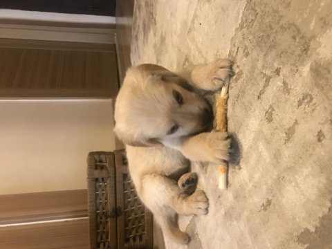 Golden retriever