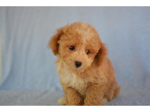 Böyle maltipoo görmediniz