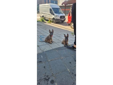 Belçika malinois
