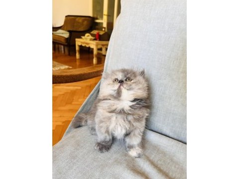 Rengarenk chinchilla kedisi