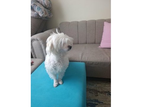Pet eğitimli sevimli oyuncu maltese terrier