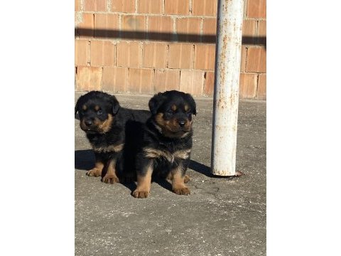Koca kafa macar rottweiler
