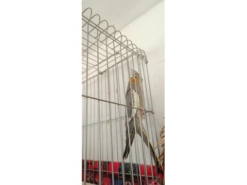 2 yaşında barut gibi dişi eşe hazır sultan papağanı