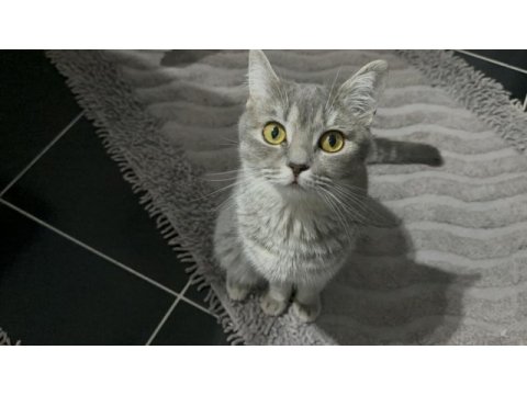 15 aylık dişi british shorthair