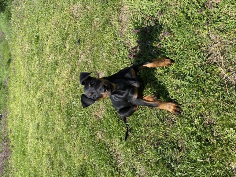 3 dişi harika doberman